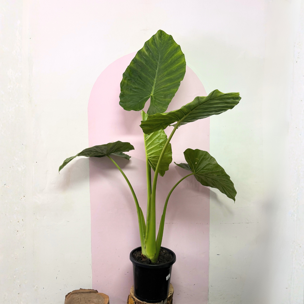 Alocasia Elephant Ear Green Envy Indoor Plants