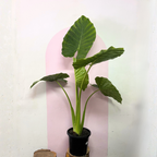 Alocasia Elephant Ear Green Envy Indoor Plants