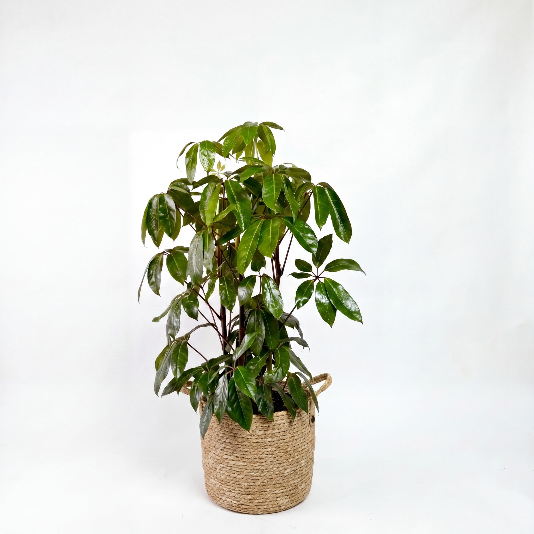Medium Umbrella Tree & Woven Basket