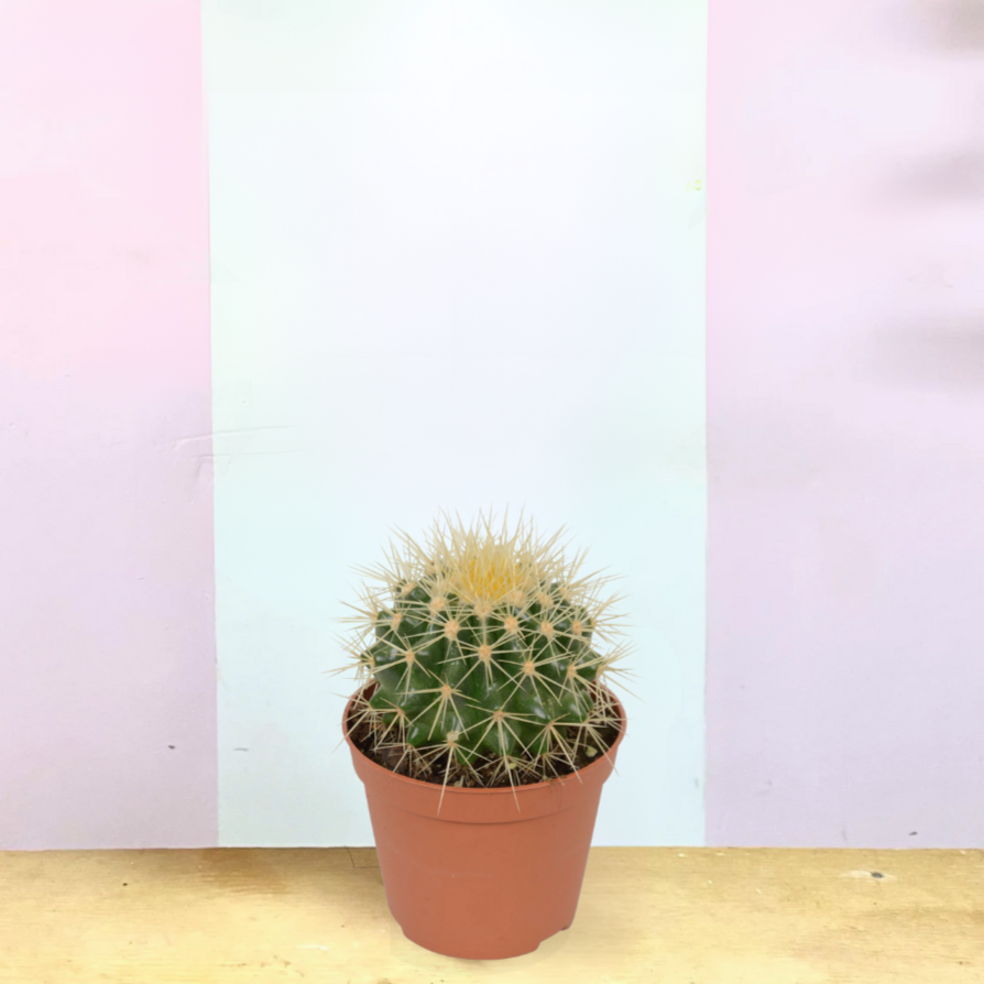 Barrel Cactus