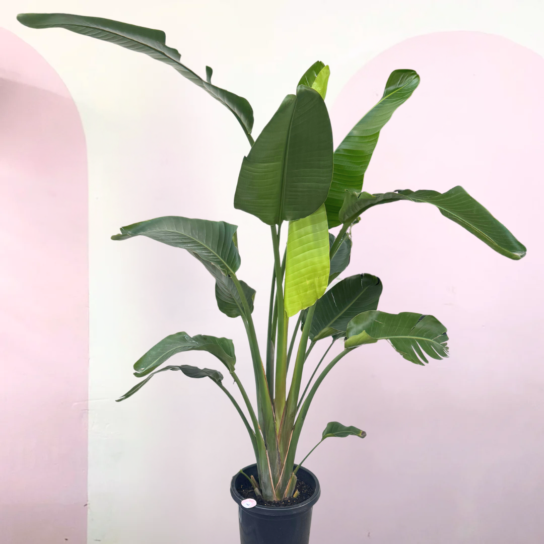 Bird of Paradise – indoor plant available at Green Envy Indoor Plants Melbourne