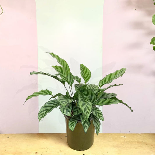 Calathea Freddie