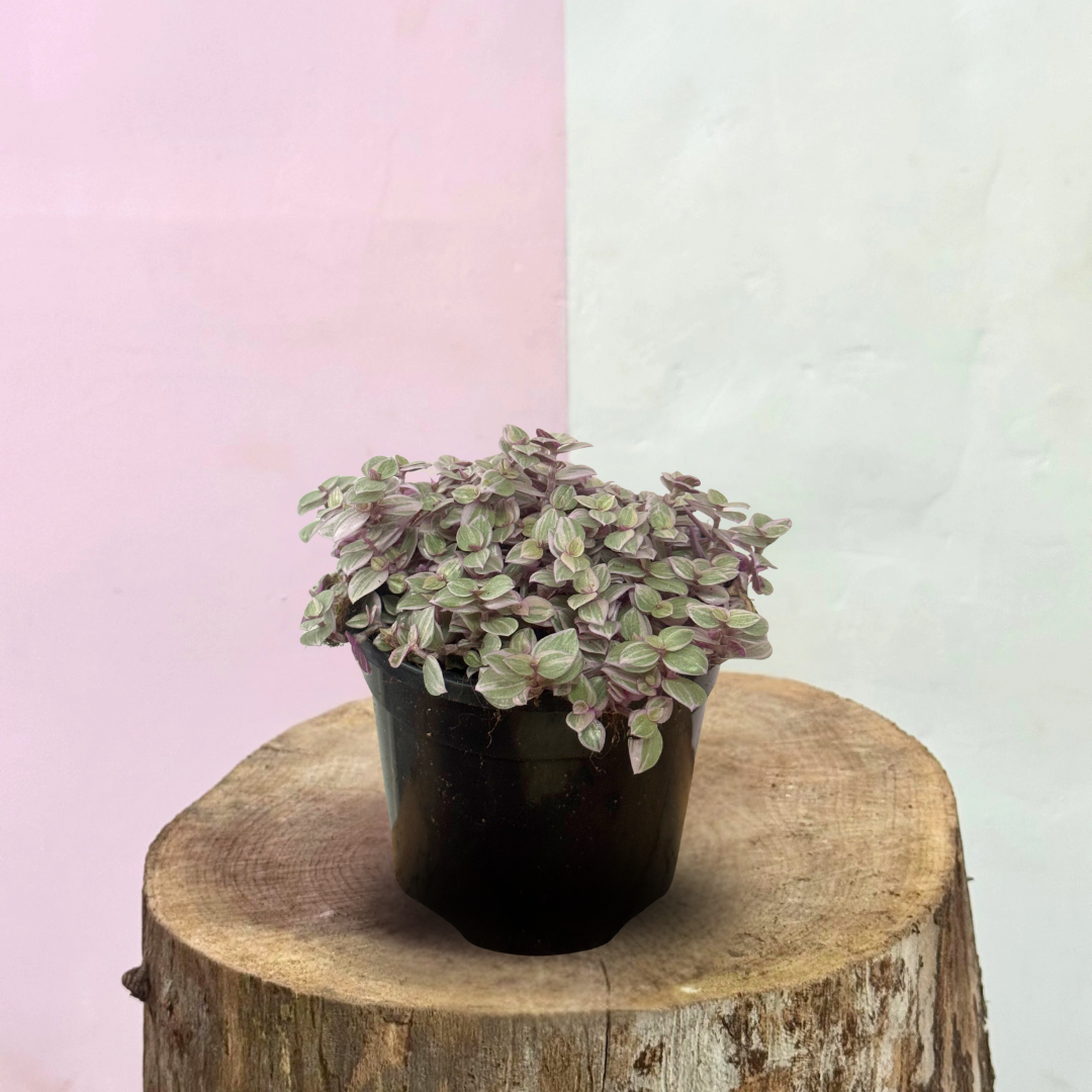 Calisia Pink Panther – indoor plant available at Green Envy Indoor Plants Melbourne