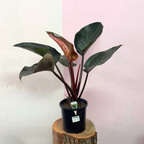 Philodendron Rojo Congo Green Envy Indoor Plants