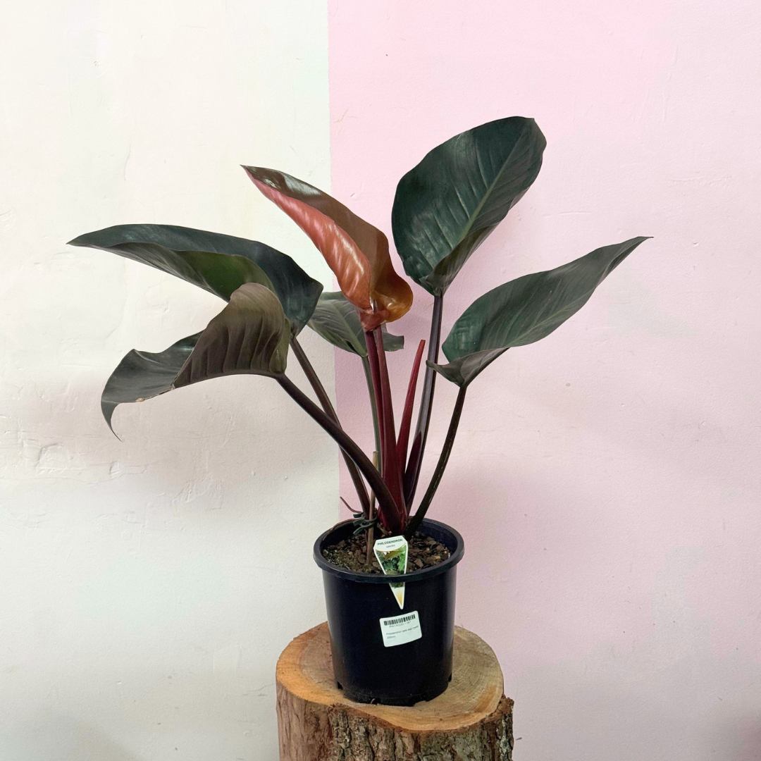 Philodendron Rojo Congo Green Envy Indoor Plants