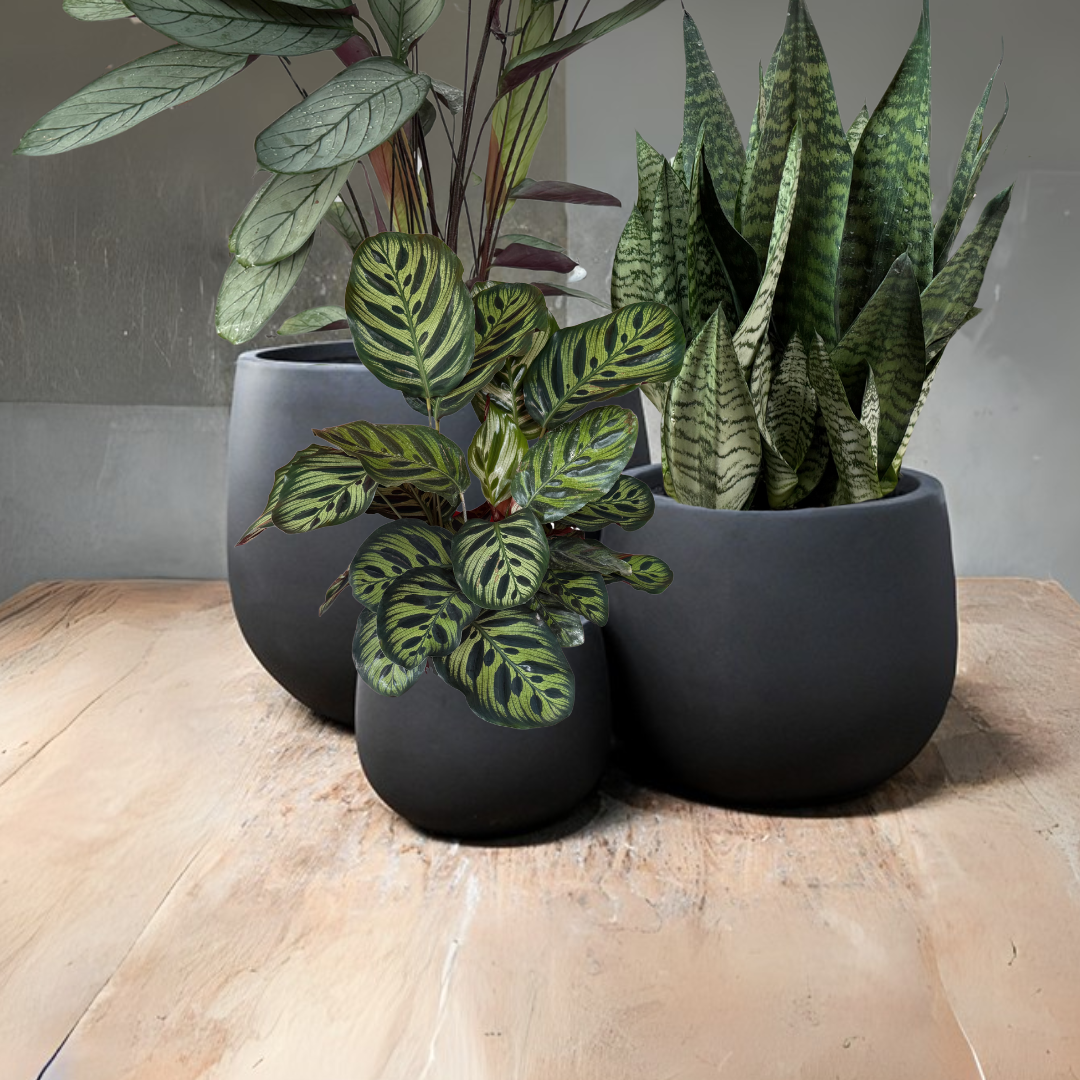 squat plant pots Squat Congo Pot - Black – Cement Planter