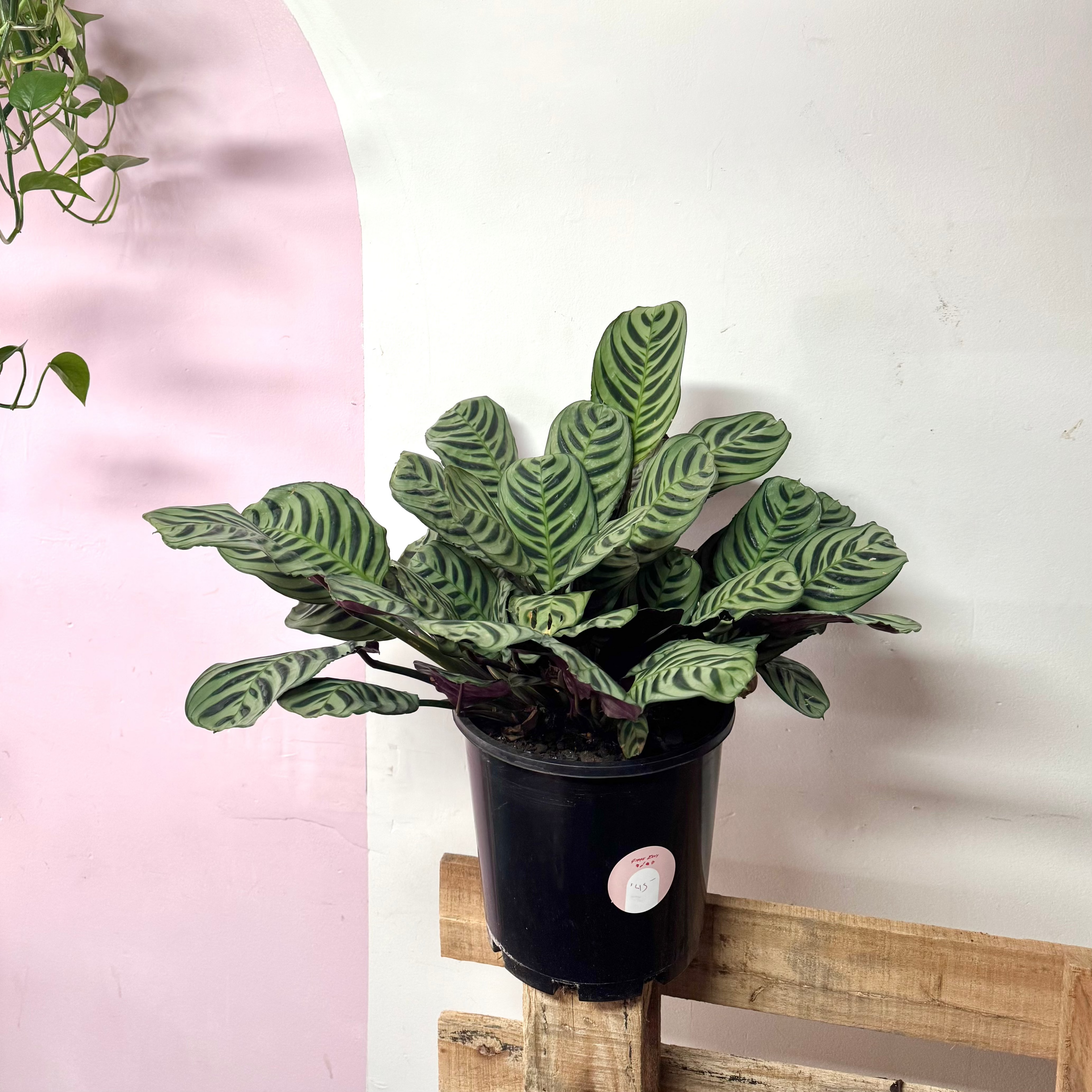 Ctenanthe Burle Marxii – indoor plant available at Green Envy Indoor Plants Melbourne