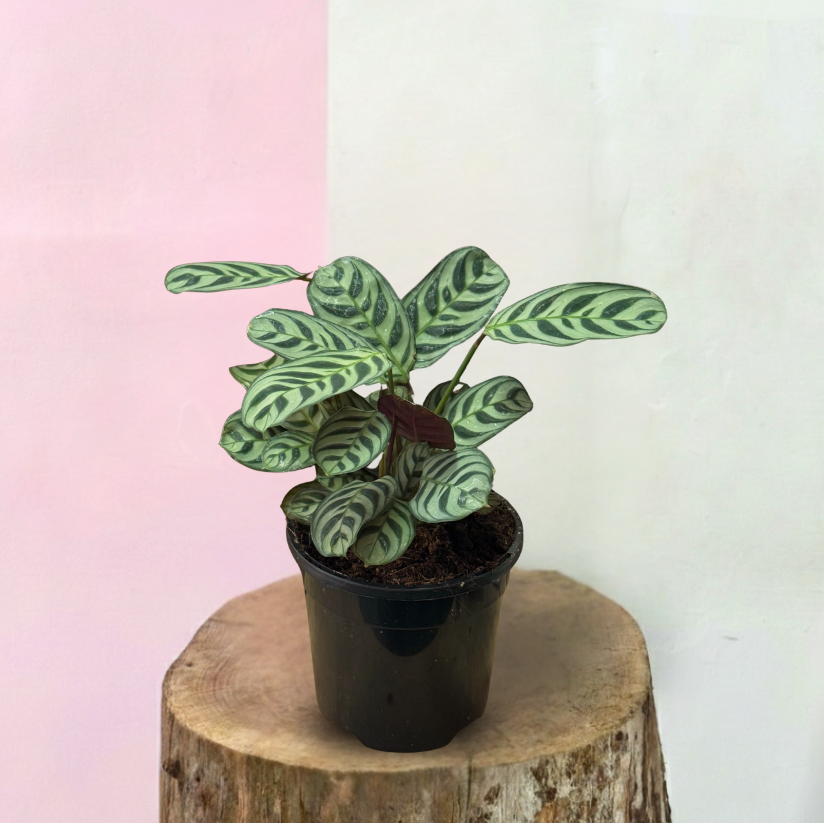 Ctenanthe Burle Marxii – styled indoor plant