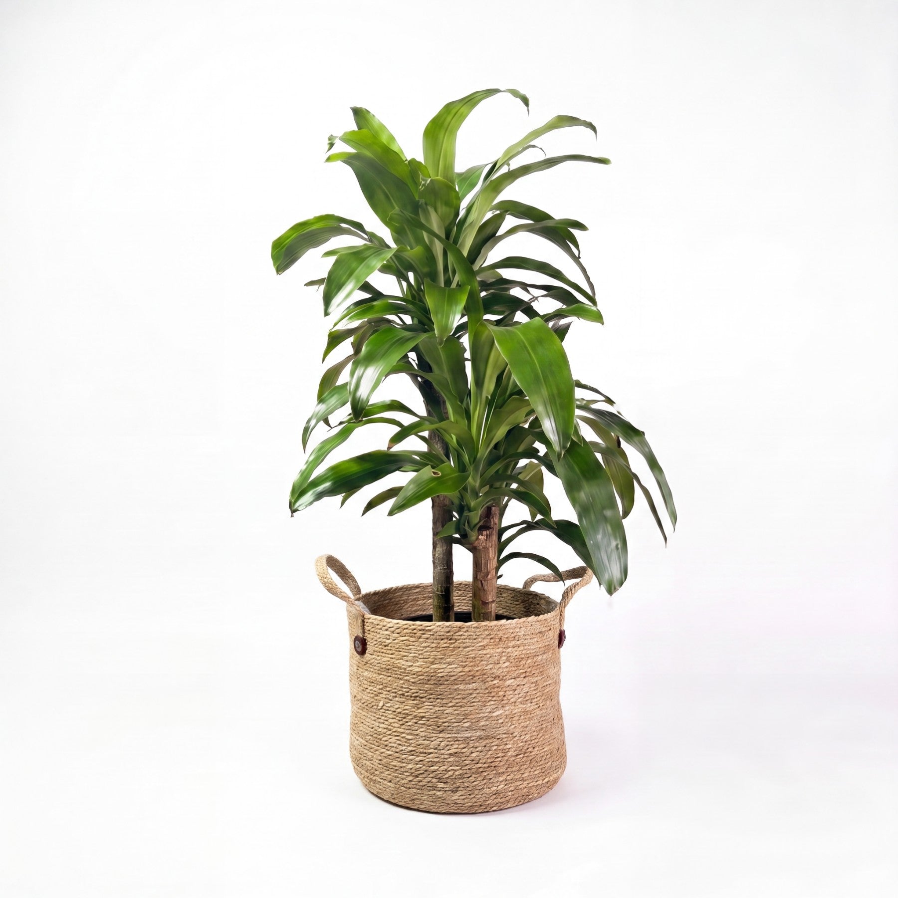Medium Dracaena Happy Plant - Green & Woven Basket
