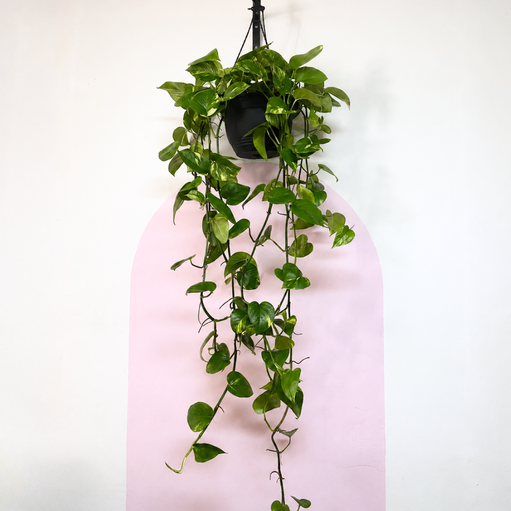 Devils Ivy 'Pothos' Hanging Basket
