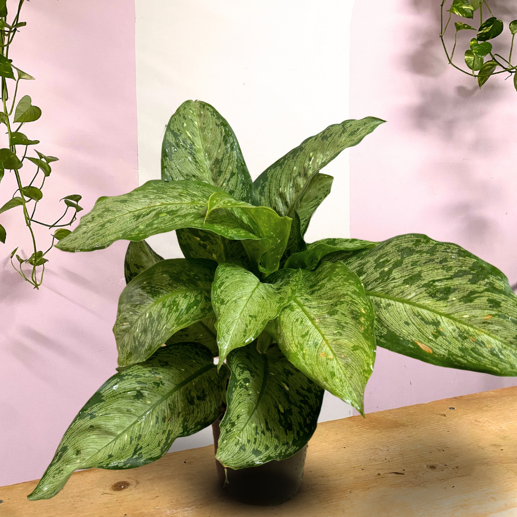 dieffenbachia memoria corsii care Dieffenbachia Memoria Corsii – Low-Light Indoor Plant