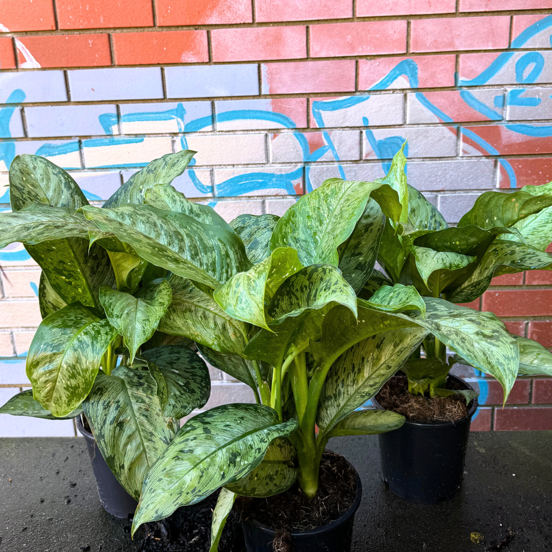 dieffenbachia snow memoria corsii Dieffenbachia Memoria Corsii – Low-Light Indoor Plant