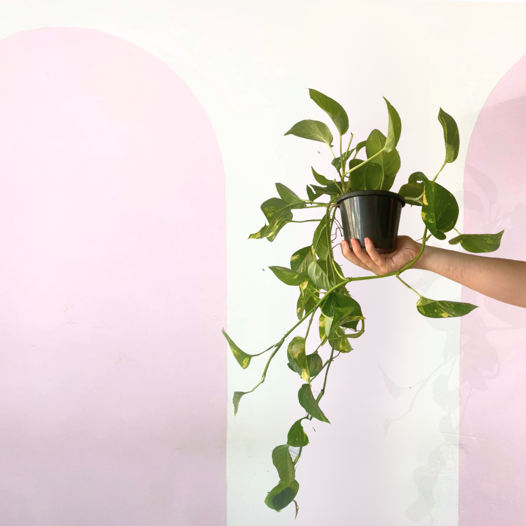 Devils Ivy 'Pothos'