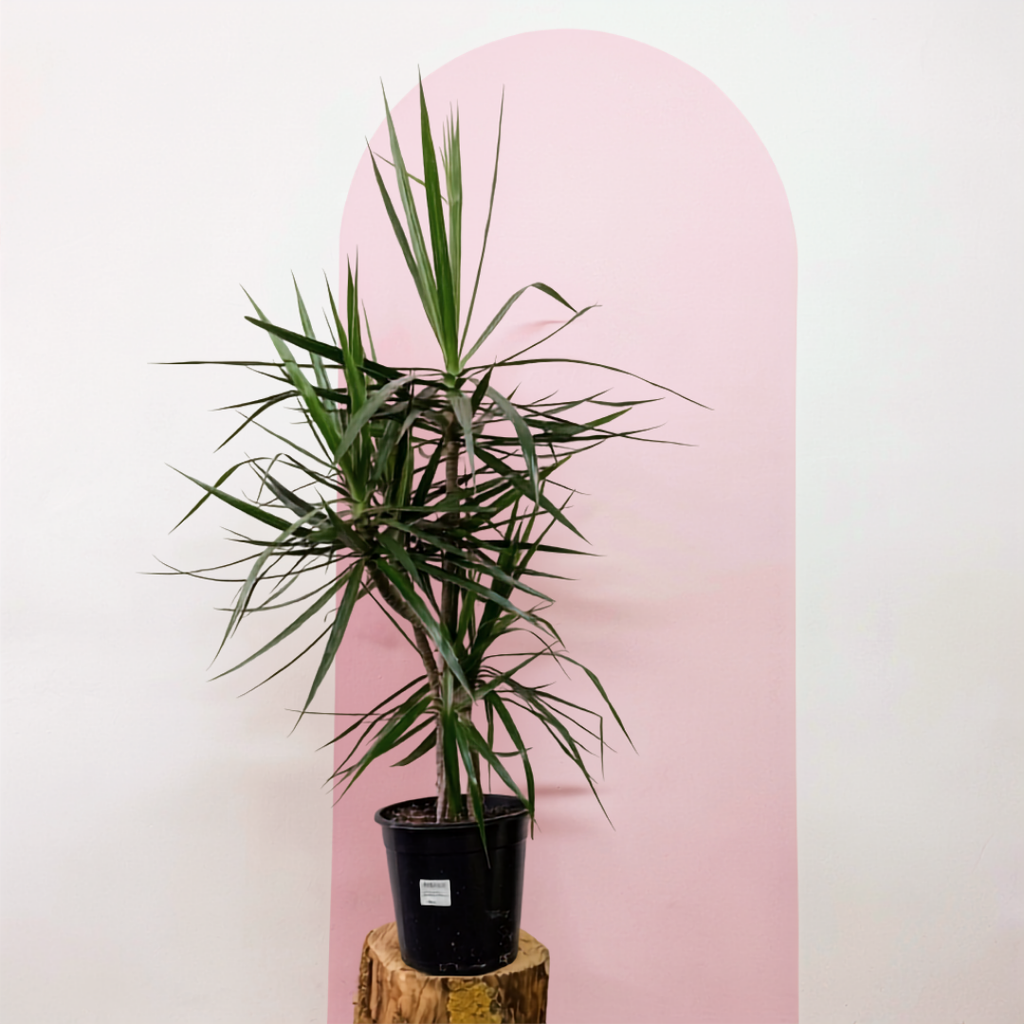 Dragon Tree – Dracaena marginata