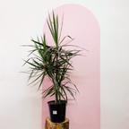 Dragon Tree – Dracaena marginata