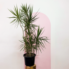 Dragon Tree – Dracaena marginata