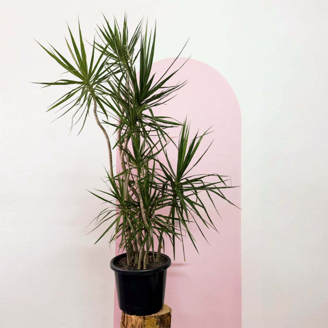 Dragon Tree – Dracaena marginata
