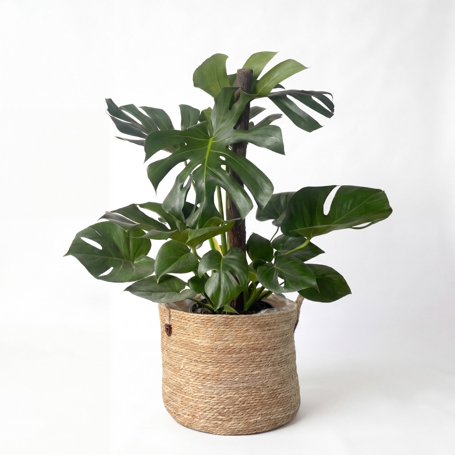 Medium Monstera on Totem & Woven Basket