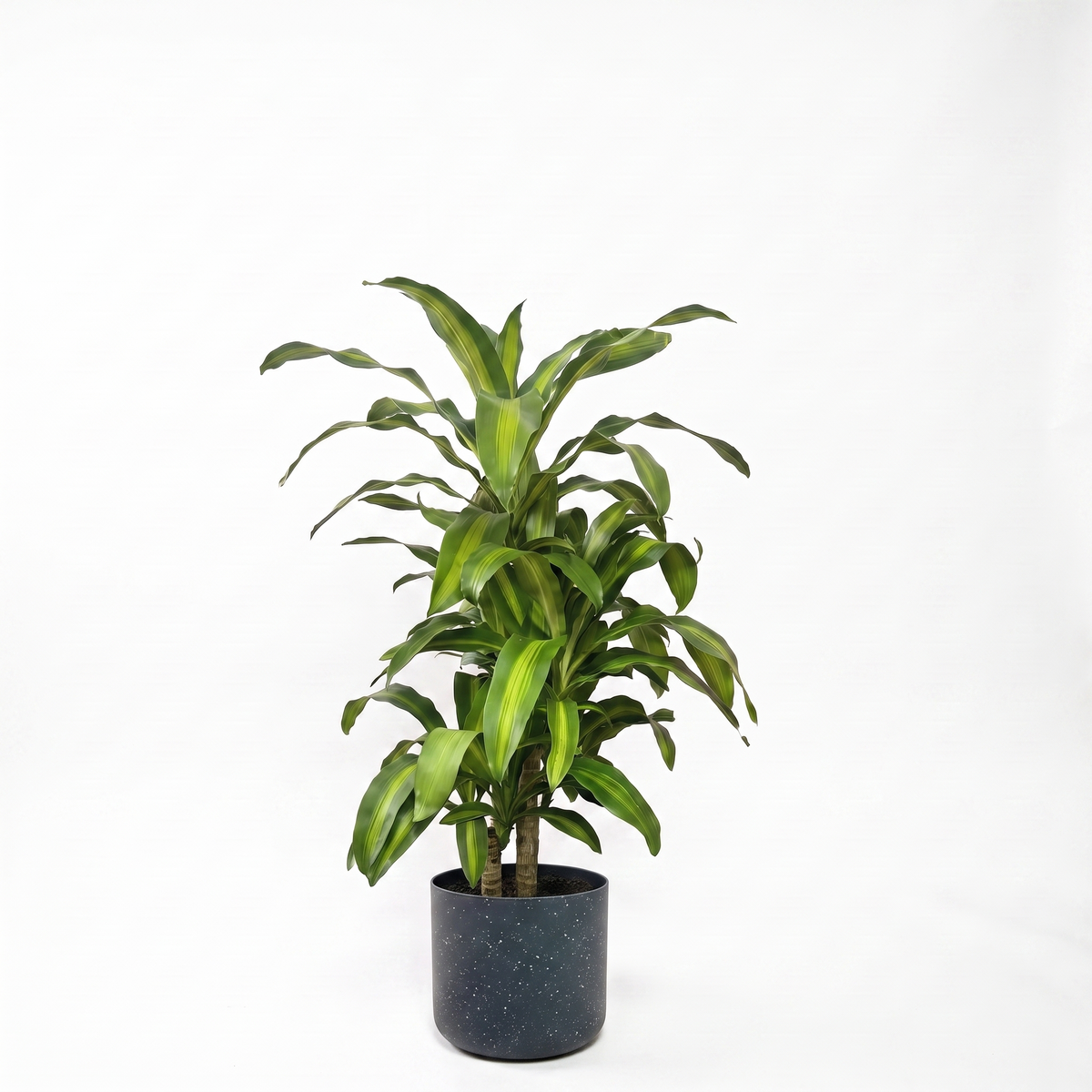 Large Dracaena Happy Plant - Yellow Stripe with Charcoal Speckle Pot