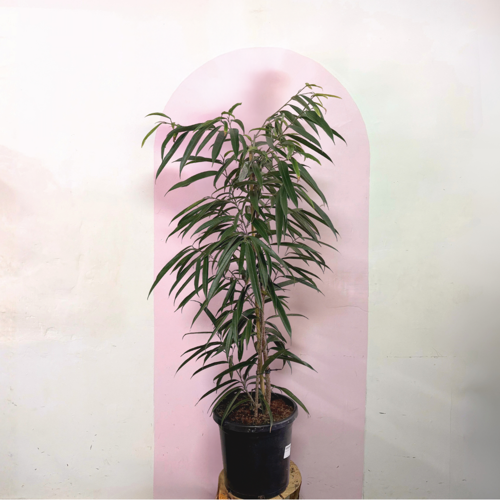 Ficus longifolia 'Alii' Green Envy Indoor Plants