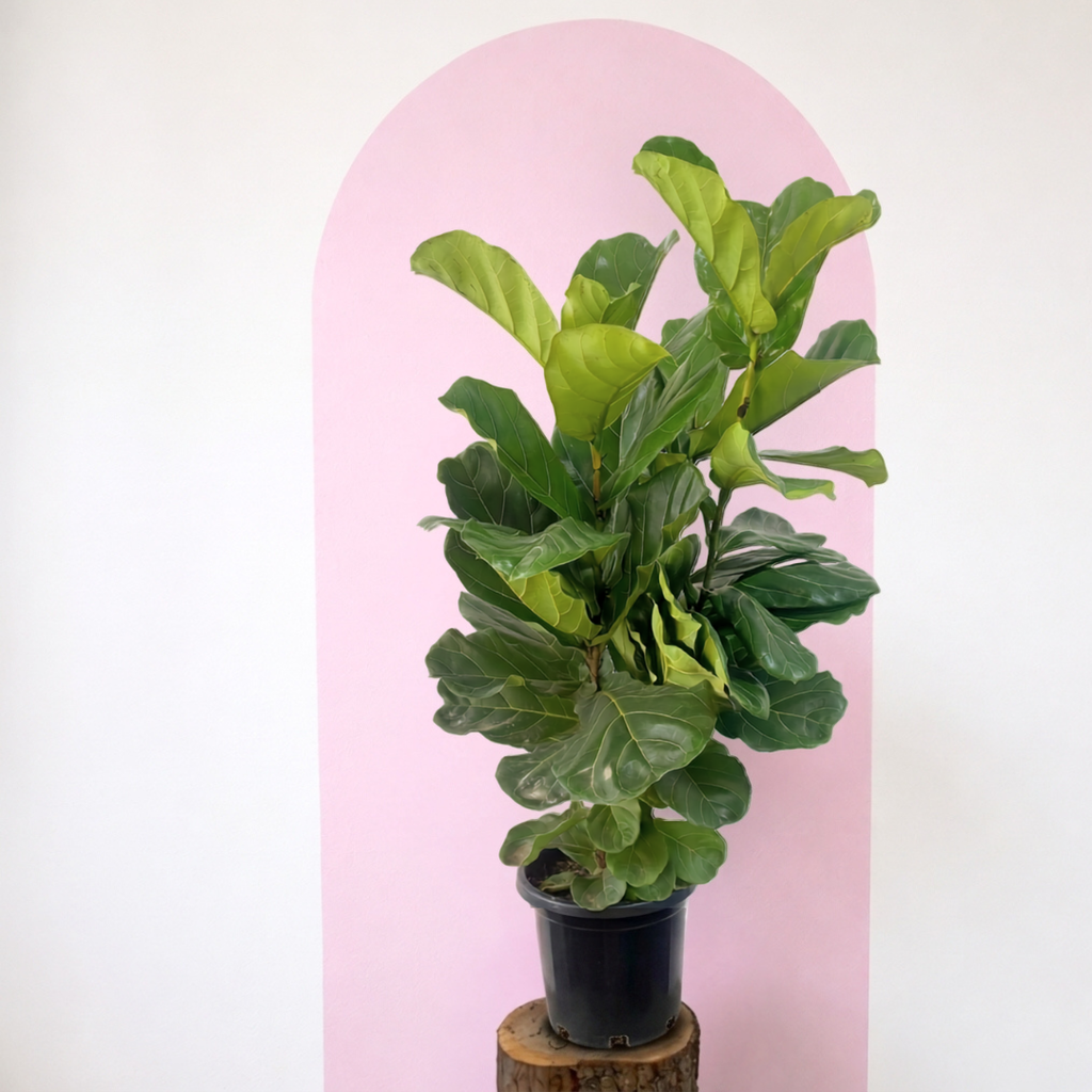 Fiddle Leaf Fig Green Envy Indoor Plants