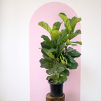 Fiddle Leaf Fig Green Envy Indoor Plants