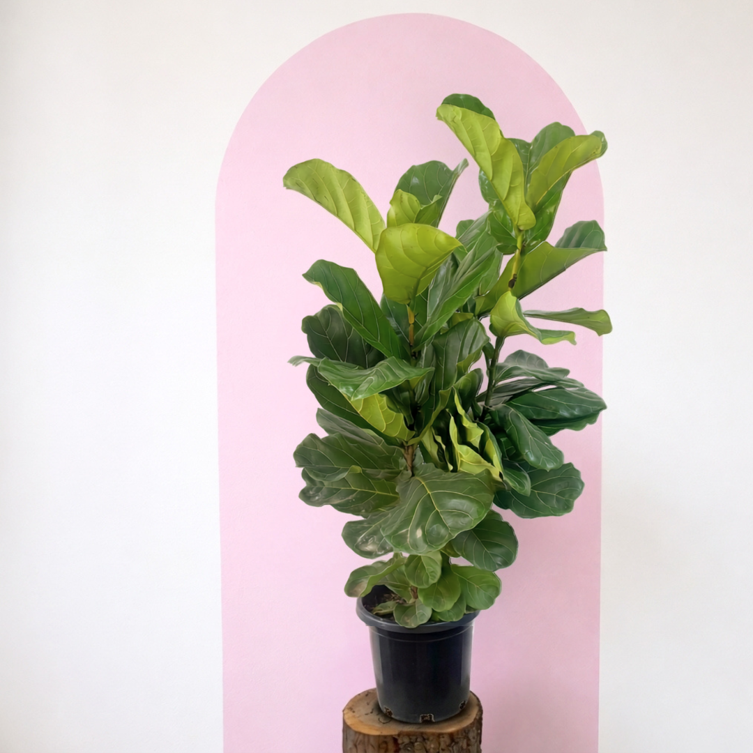 Fiddle Leaf Fig Green Envy Indoor Plants
