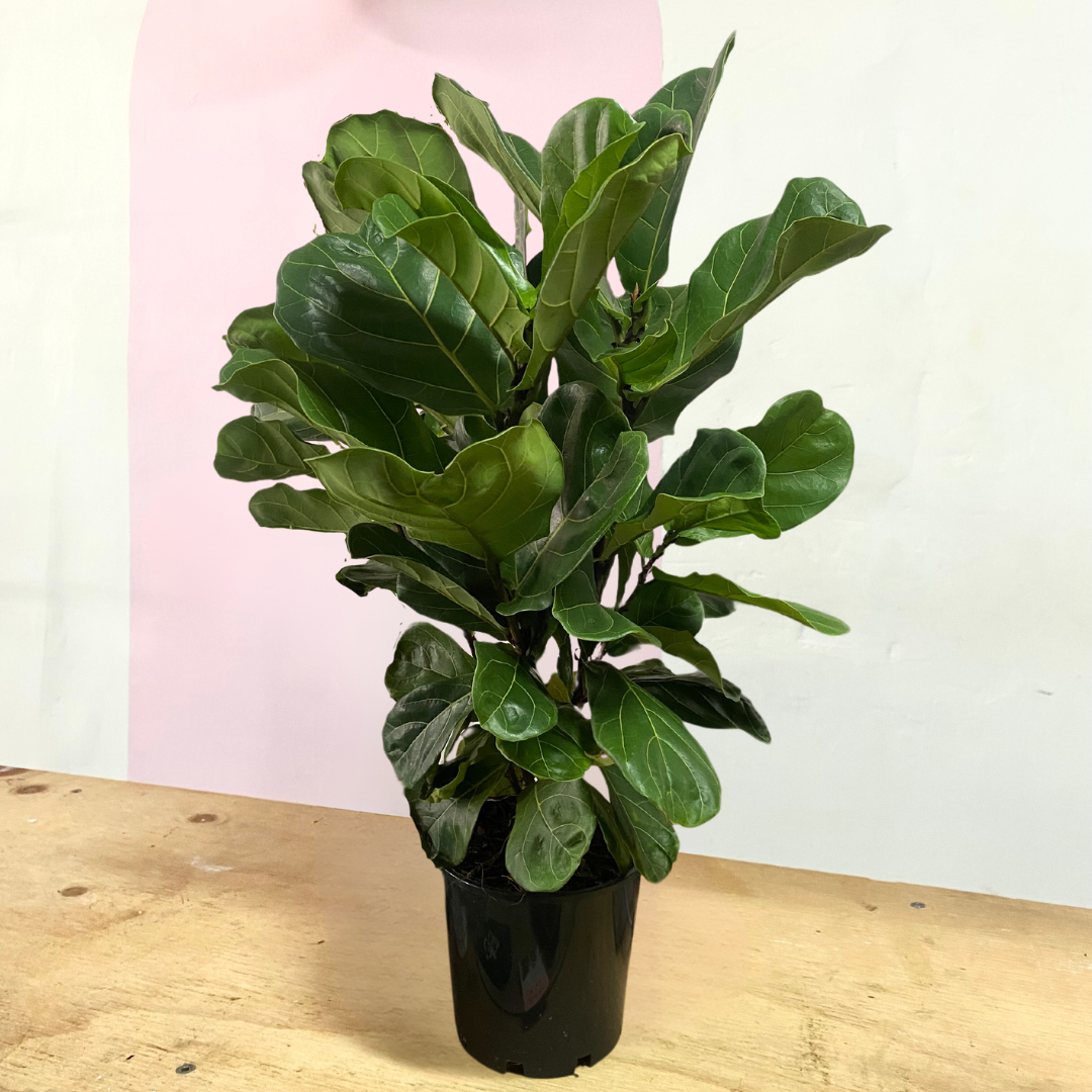 Fiddle Leaf Fig