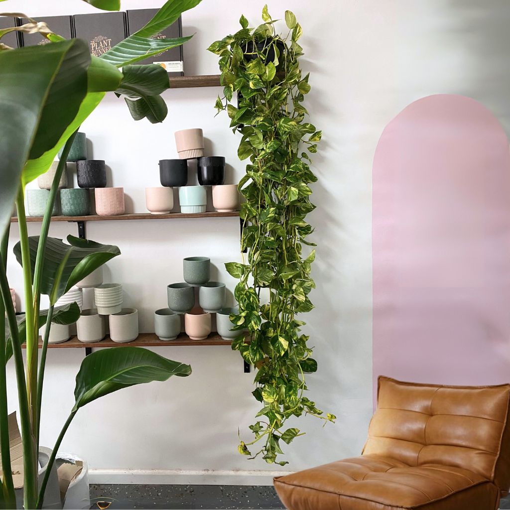 Devils Ivy 'Pothos' Hanging Basket