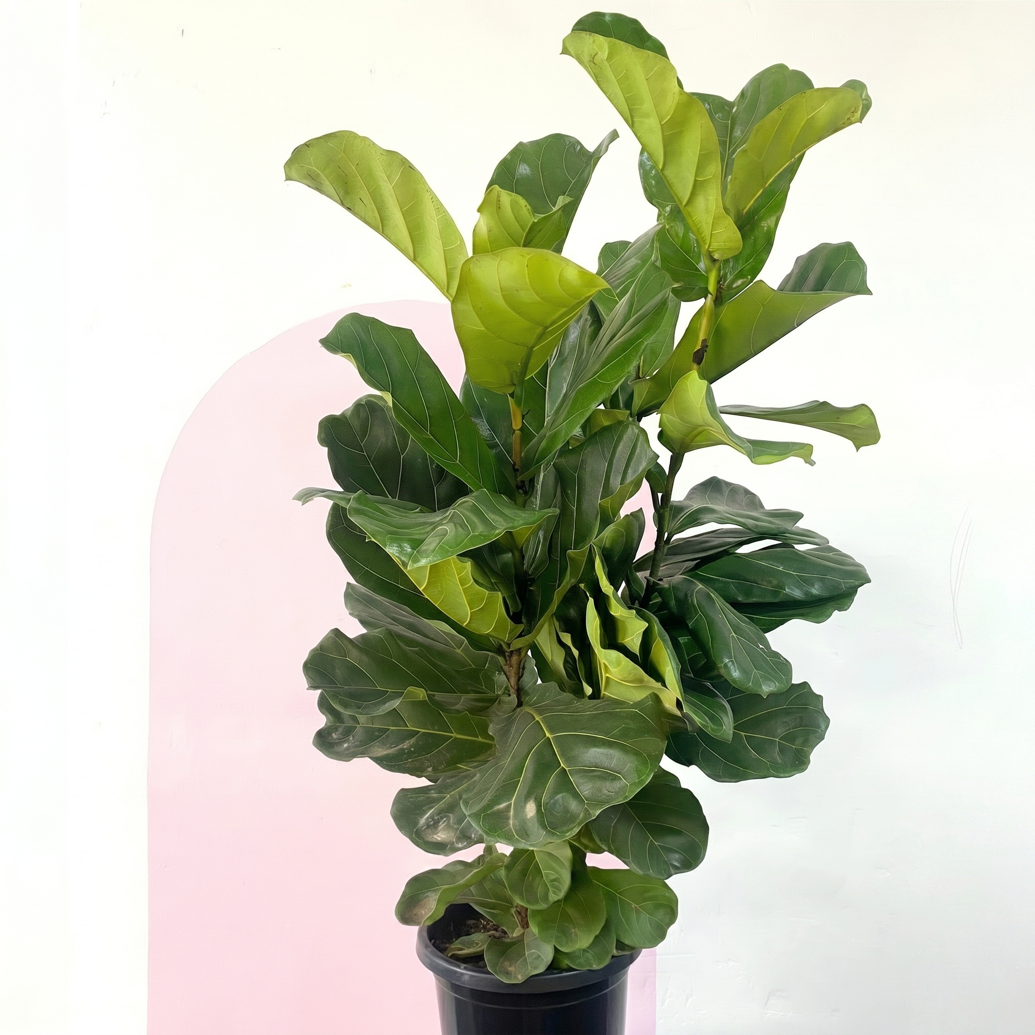 Fiddle Leaf Fig