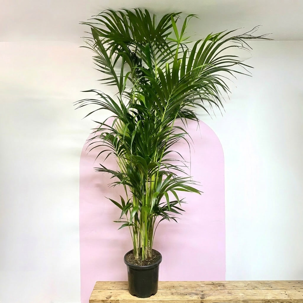 Kentia Palm – indoor plant available at Green Envy Indoor Plants Melbourne