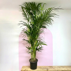 Kentia Palm – indoor plant available at Green Envy Indoor Plants Melbourne