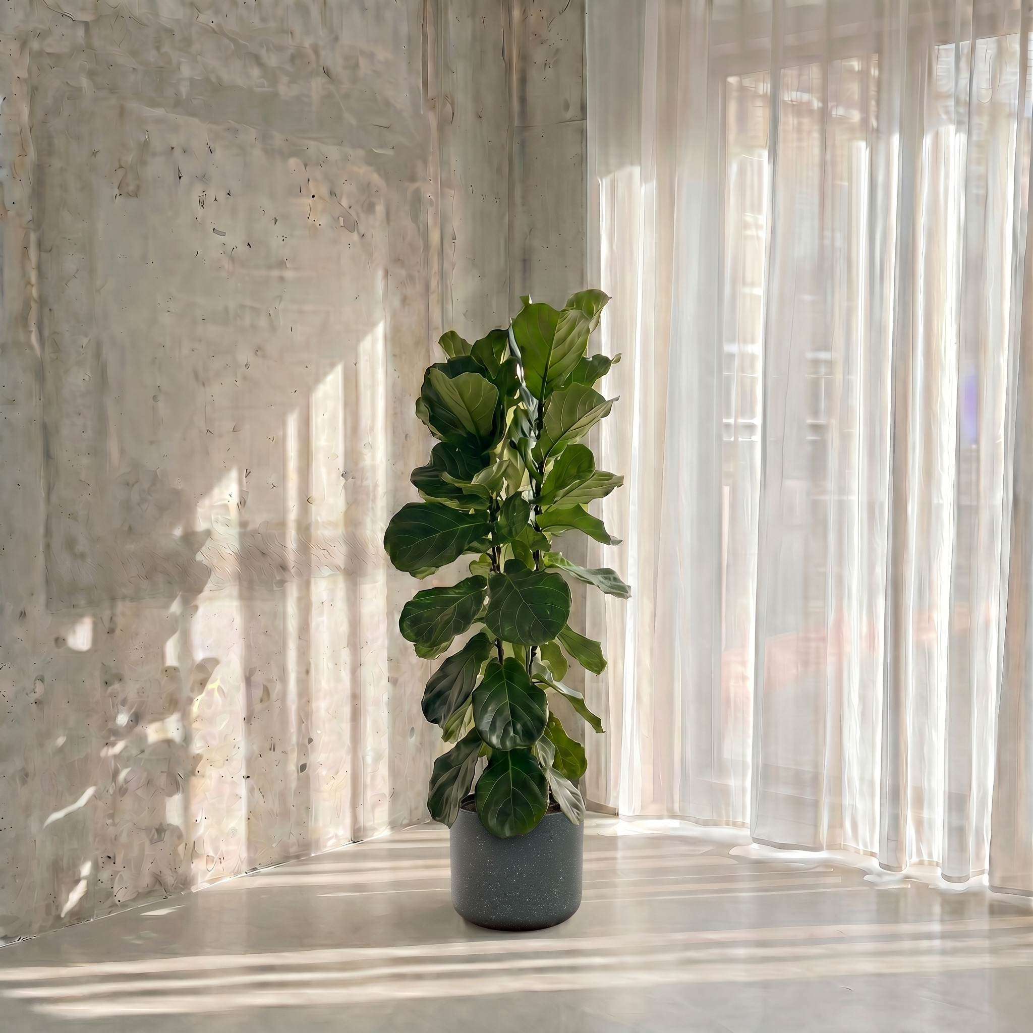 Large Fiddle Leaf Fig with Charcoal Speckle Pot
