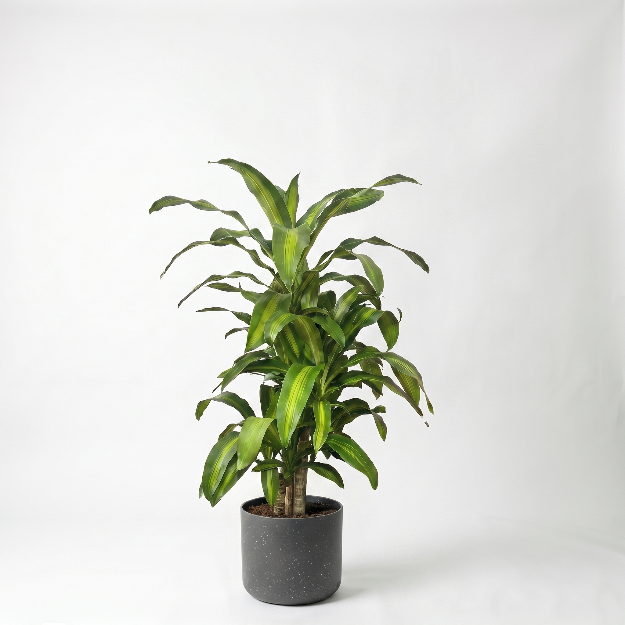 Large Dracaena Happy Plant - Green with Charcoal Speckle Pot