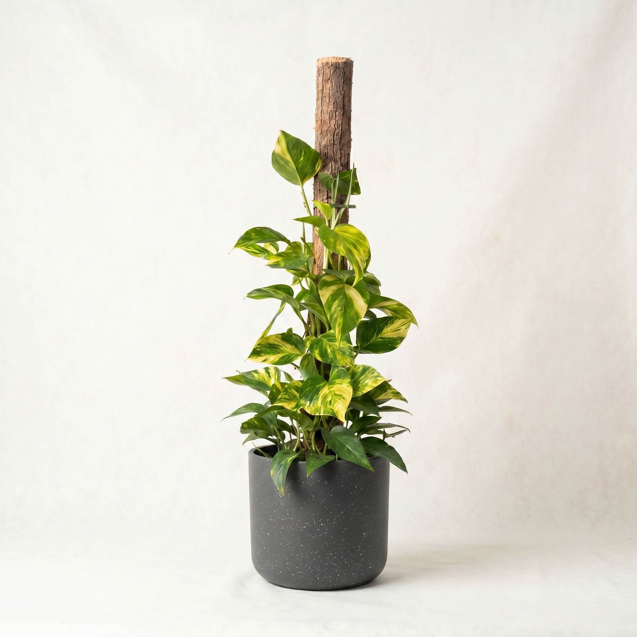 Large Devils Ivy 'Pothos' on Totem with Charcoal Speckle Pot