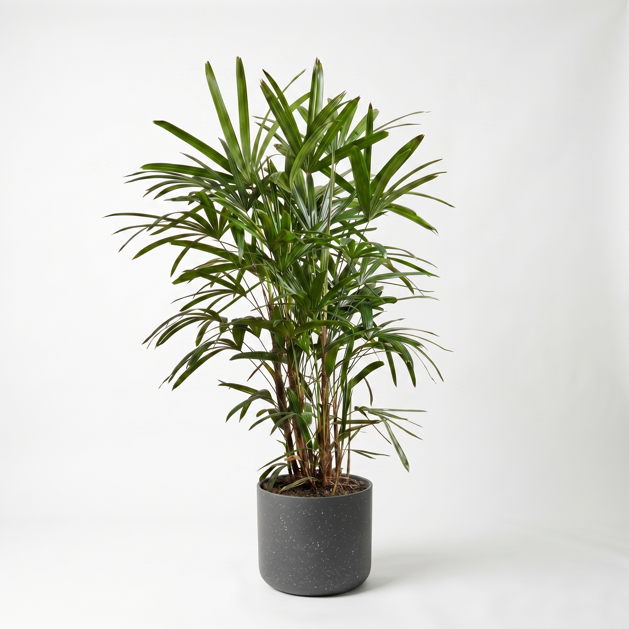 Large Lady Finger Palm with Charcoal Speckle Pot