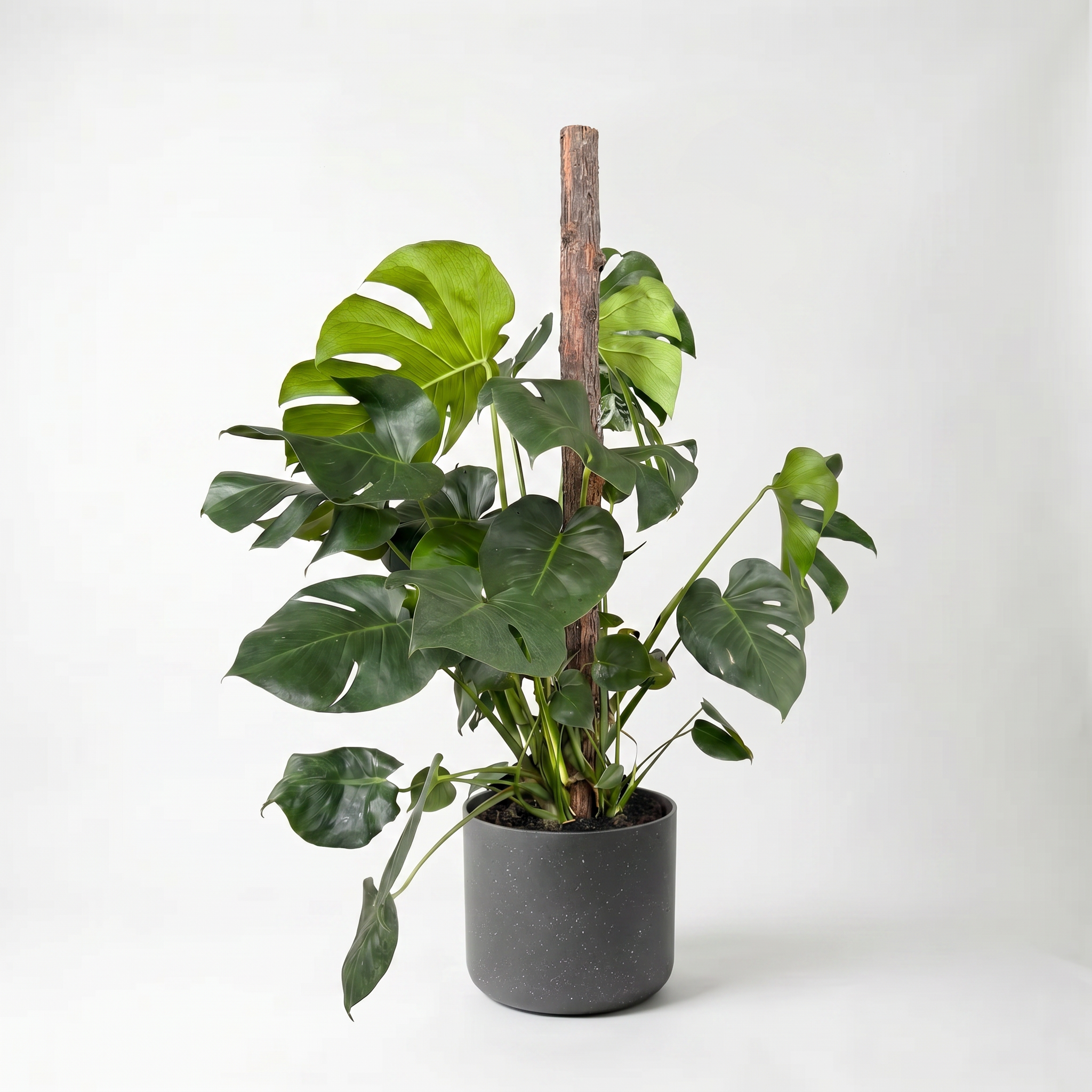 Large Monstera on Totem with Charcoal Speckle Pot