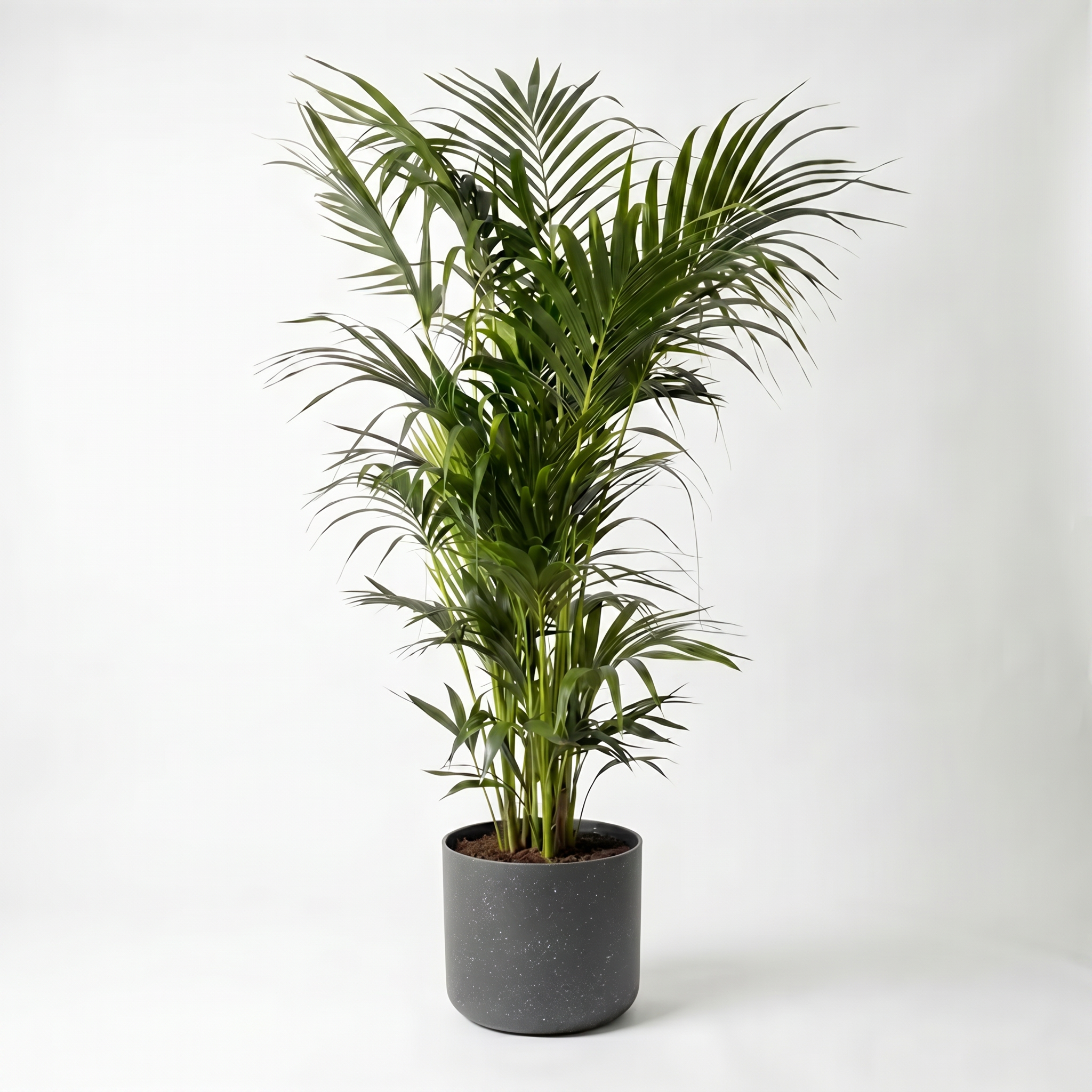 Large Kentia Palm with Charcoal Speckle Pot