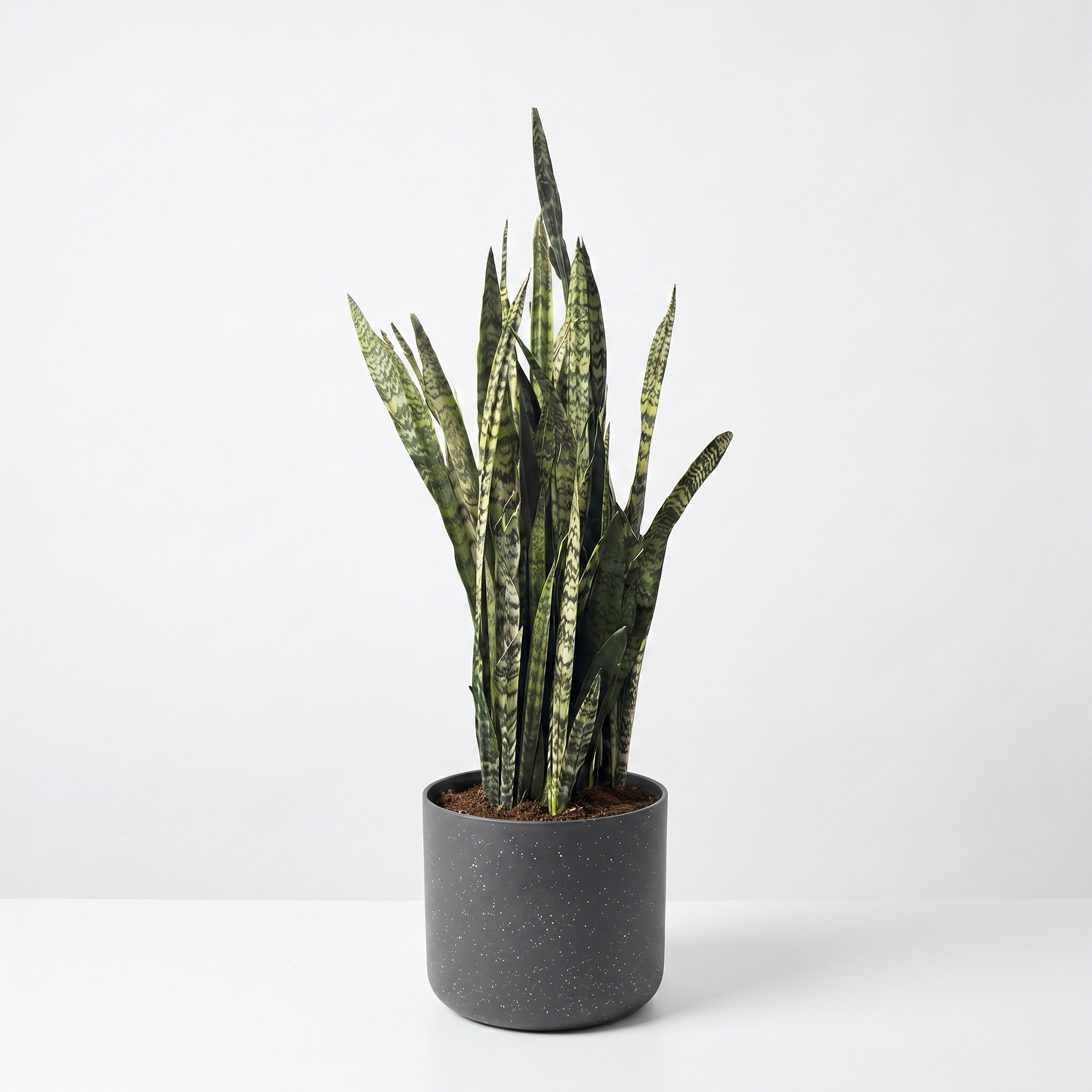 Large Sansevieria Snake Plant - Green with Charcoal Speckle Pot