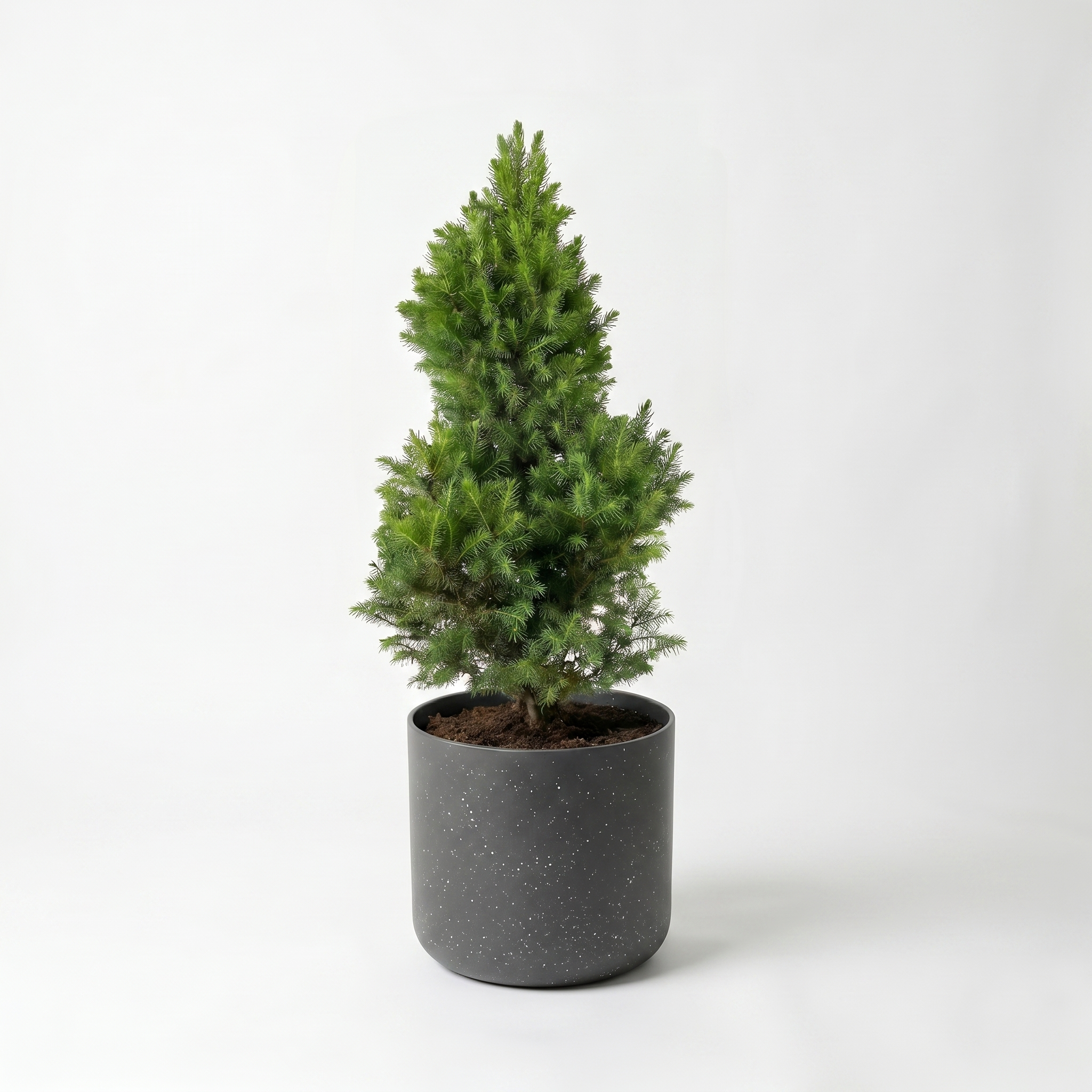 Large Christmas Tree - Picea Glauca with Charcoal Speckle Pot