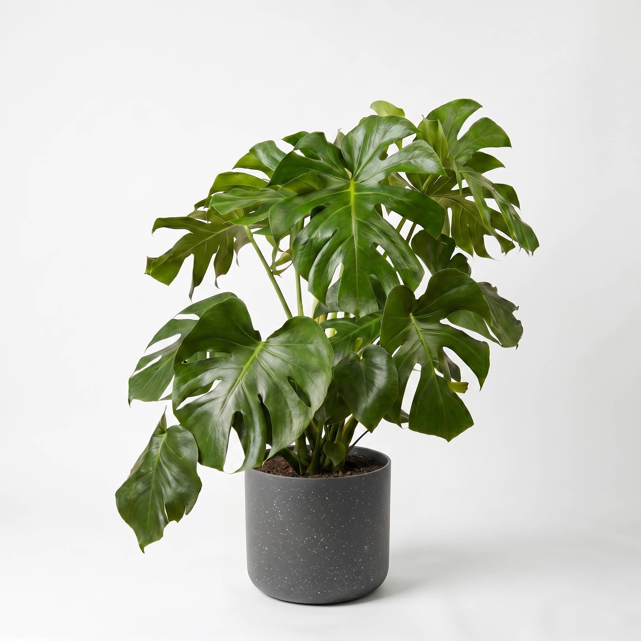 Large Monstera Deliciosa with Charcoal Speckle Pot