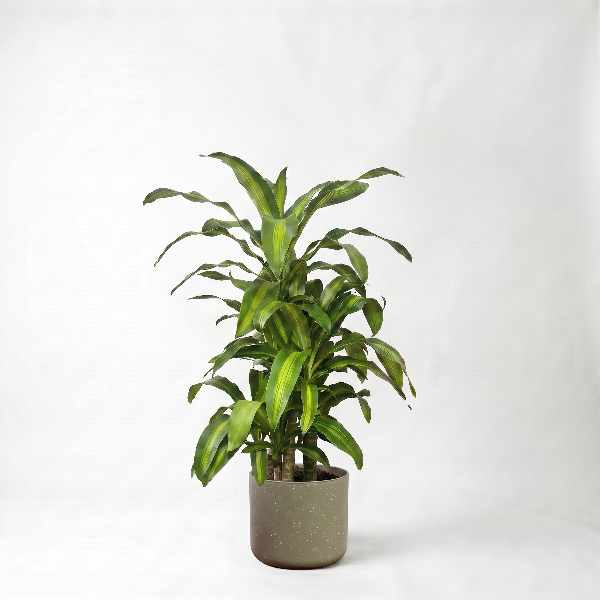 Large Dracaena Happy Plant - Yellow Stripe with Olive Speckle Pot