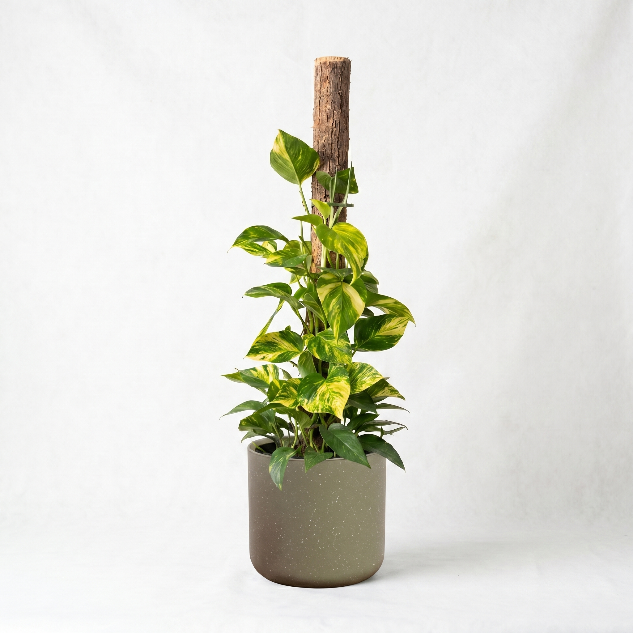 Large Devils Ivy 'Pothos' on Totem with Olive Speckle Pot