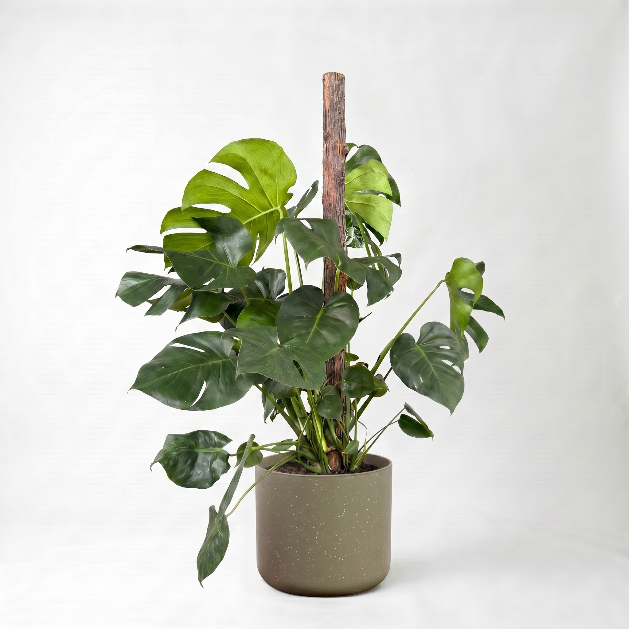 Large Monstera on Totem with Olive Speckle Pot