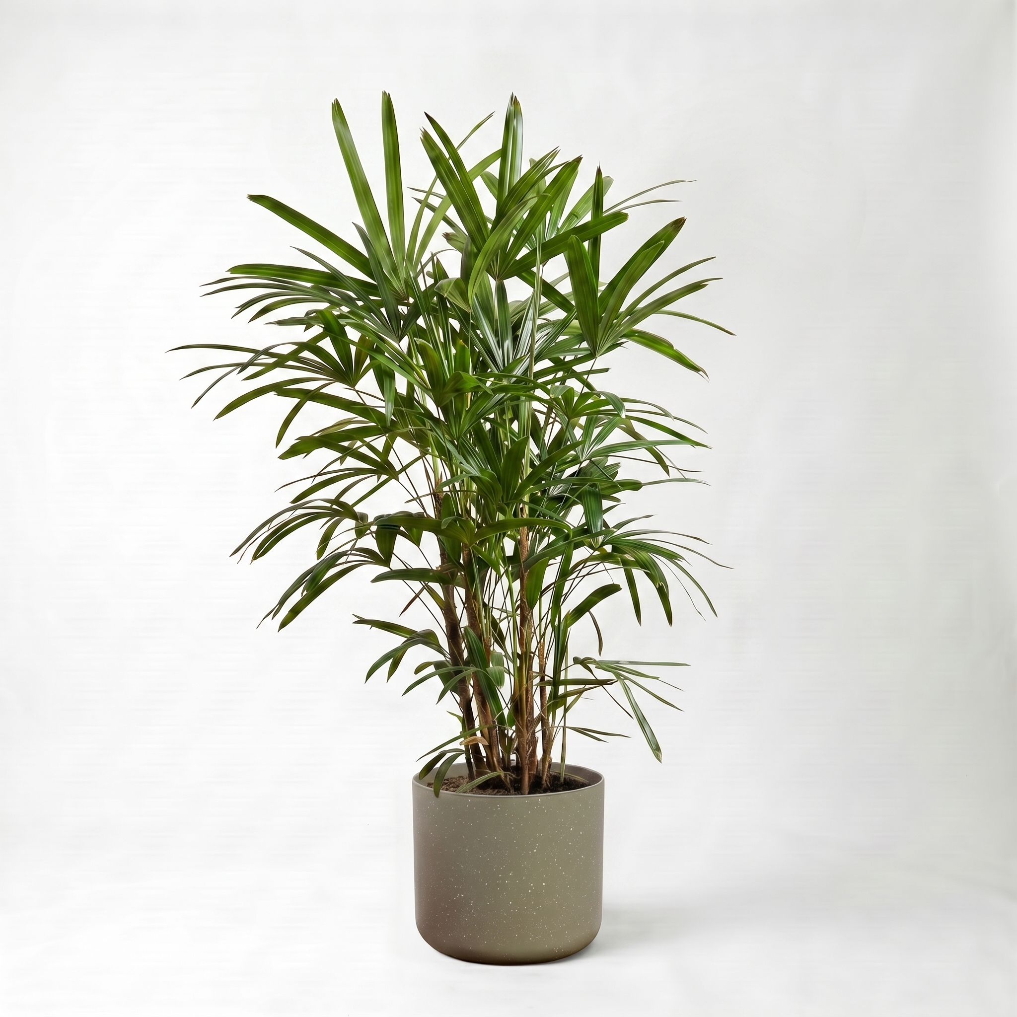 Large Lady Finger Palm with Olive Speckle Pot