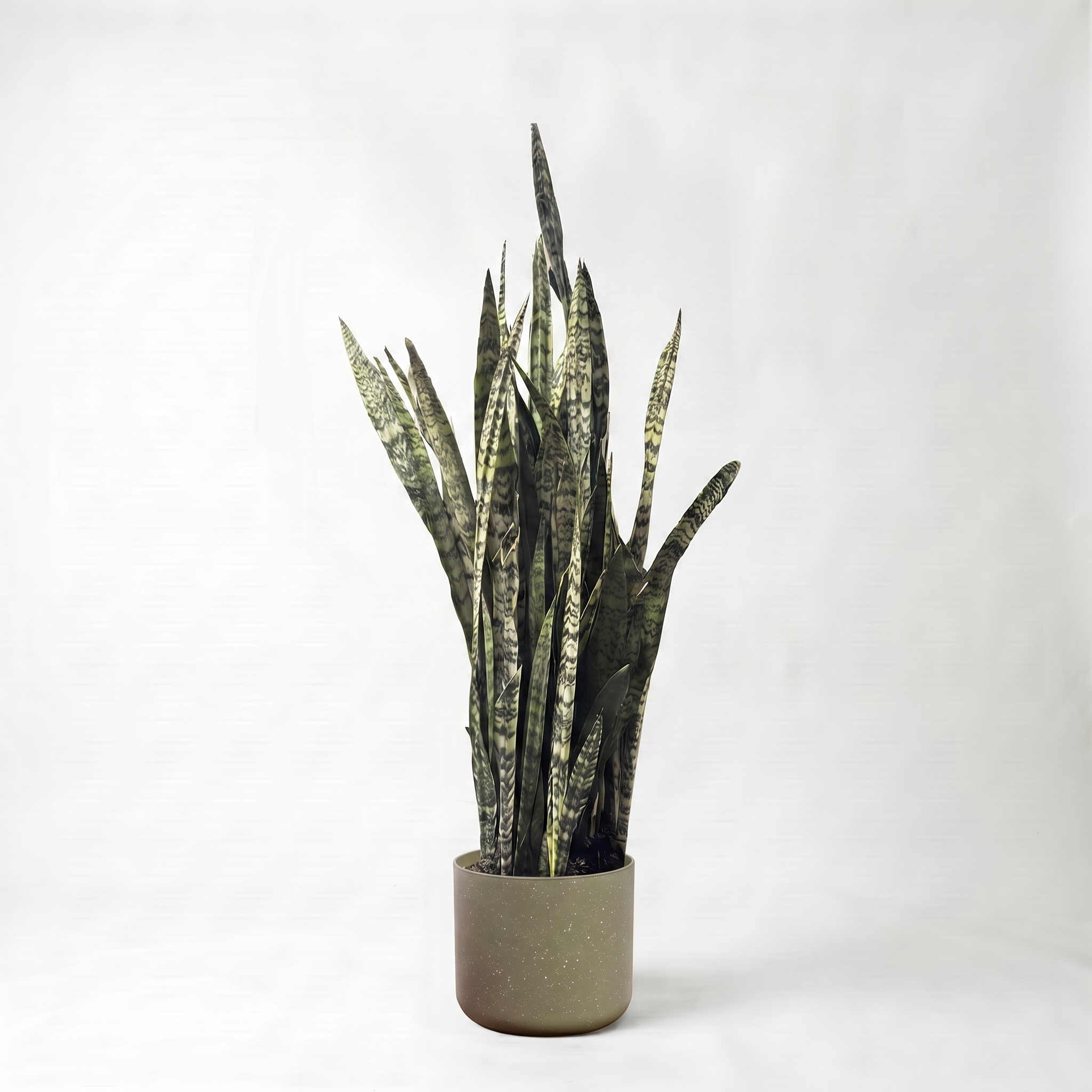 Large Sansevieria Snake Plant - Green with Olive Speckle Pot