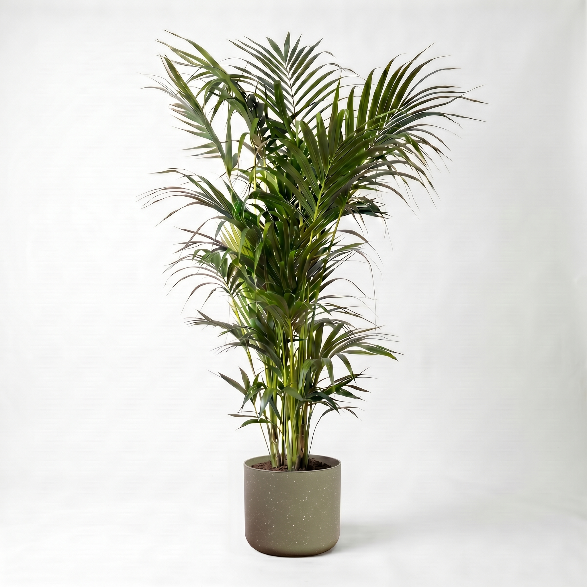 Large Kentia Palm with Olive Speckle Pot