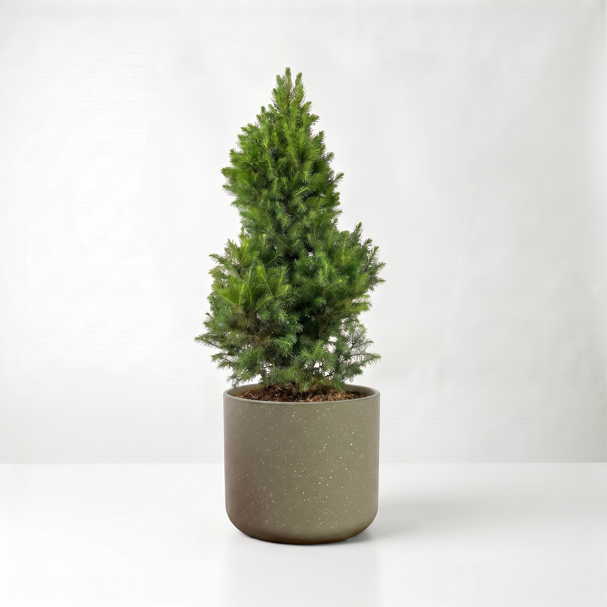 Large Christmas Tree - Picea Glauca with Olive Speckle Pot