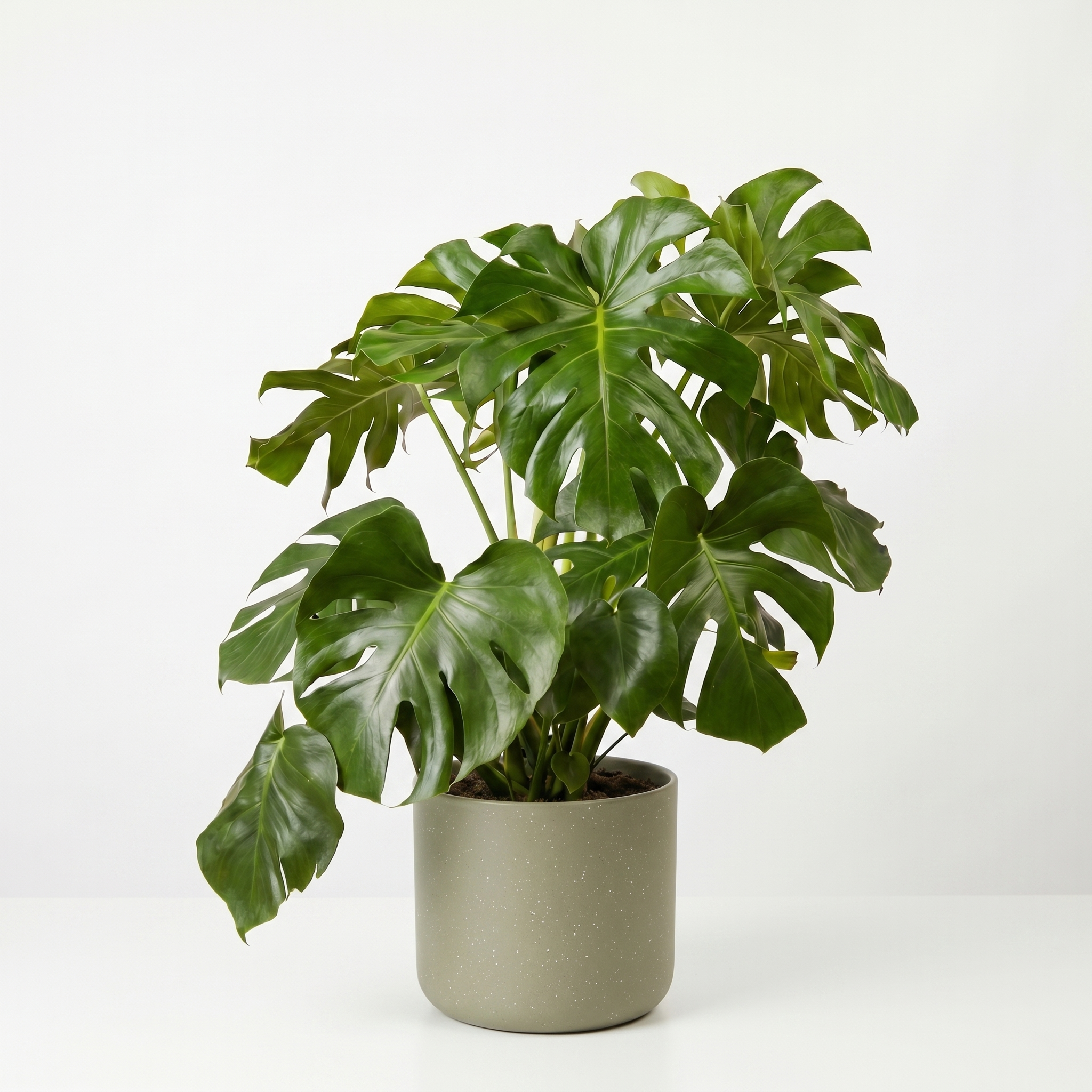 Large Monstera Deliciosa with Olive Speckle Pot