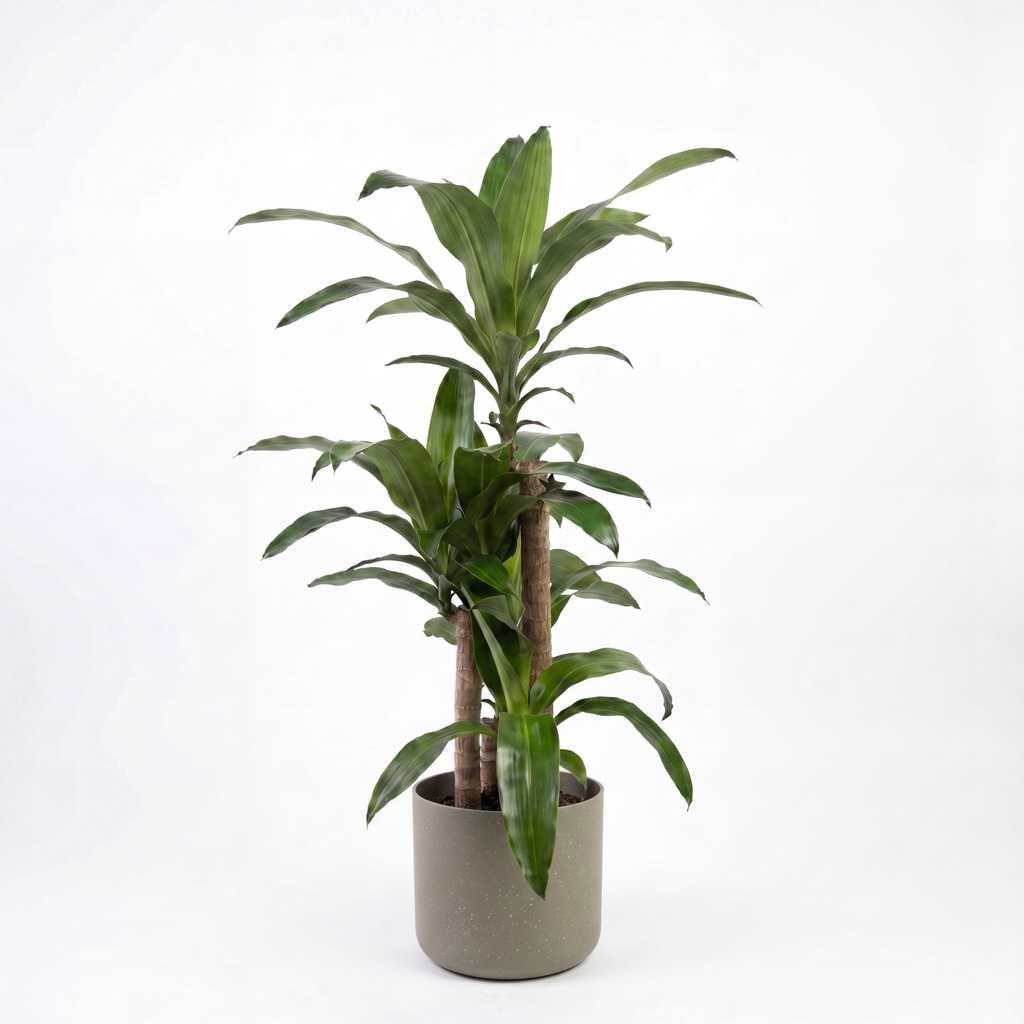 Medium Dracaena Happy Plant - Green with Mia Pot - Olive Speckle